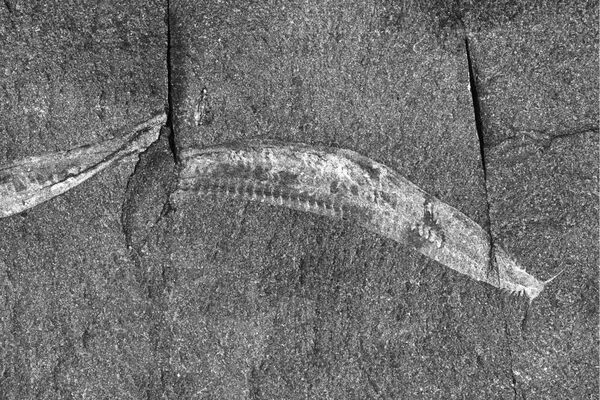 A fossil of Pikaia gracilens, one of the earliest Chordates from the Burgess Shale
